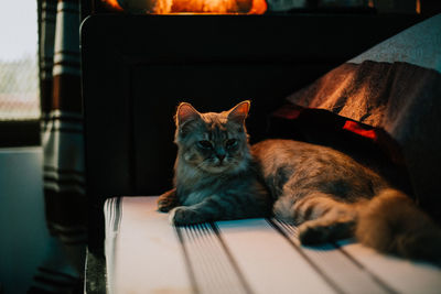 Close-up portrait of cat relaxing on floor