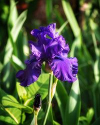 Close-up of purple flowering plant