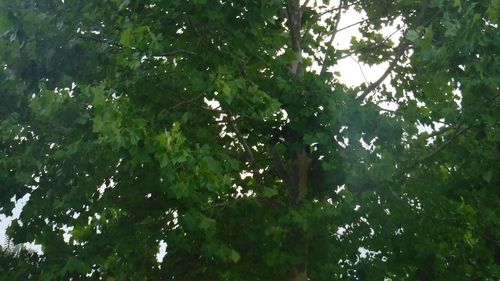 Low angle view of tree against sky