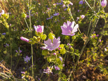 Close-up of pink flowering plant