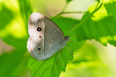 Close-up of butterfly on leaf