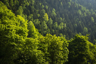 Full frame shot of trees in forest