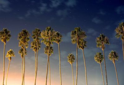 Low angle view of palm trees against sky