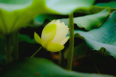 Close-up of yellow flower