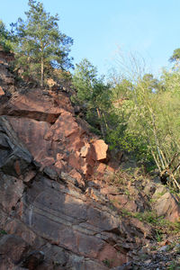 Plants growing on rocks