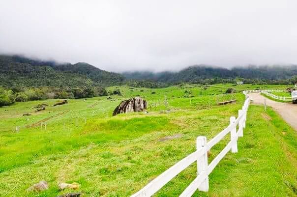 grass, fence, landscape, animal themes, tranquil scene, tree, field, nature, tranquility, beauty in nature, green color, scenics, outdoors, day, solitude, pasture, grassy, rural scene, countryside, no people, green, non-urban scene