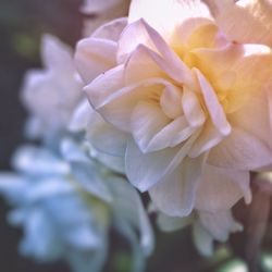 Macro shot of yellow rose