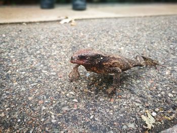 High angle view of crab on land