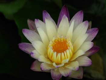 Close-up of yellow flower blooming against black background