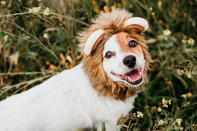 Cute jack russell dog wearing a lion costume on head. happy dog in nature in yellow flowers meadow