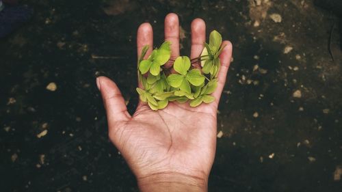 Cropped hand of woman holding plants