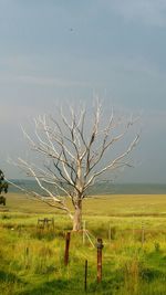 Bare tree on field against sky