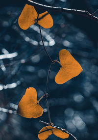 Close-up of autumn leaves on plant