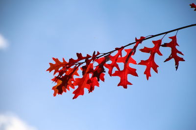 Low angle view of trees against blue sky