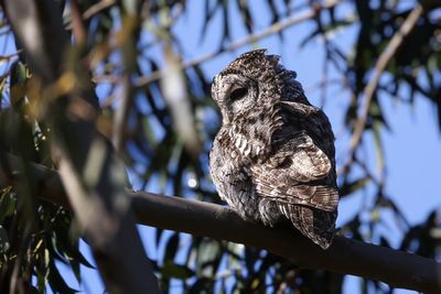 Low angle view of bird perching on tree