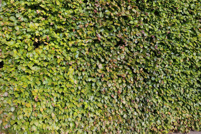 Full frame shot of ivy growing on plant