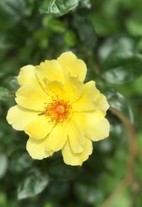 Close-up of yellow flower blooming outdoors