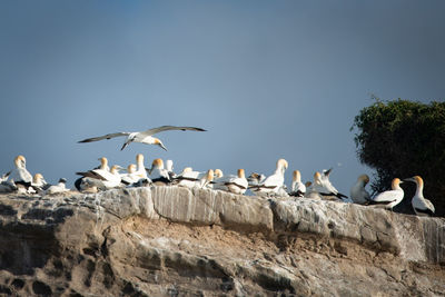 Low angle view of seagulls flying against clear sky