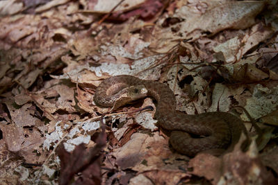 Close-up of snake on leaves