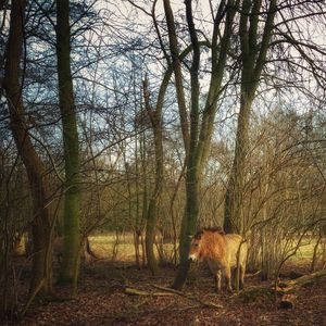 Trees on field in forest