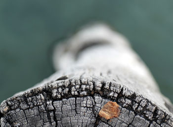 High angle view of metal structure on tree