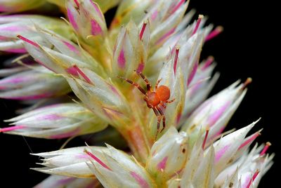 Close-up of honey bee on flower