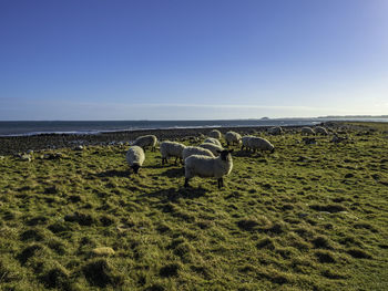 Horses in the sea against clear sky