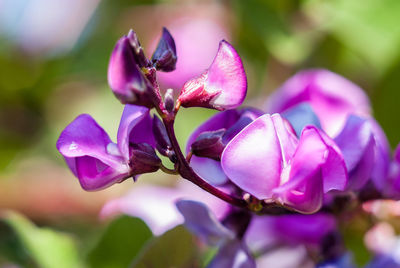 Close-up of pink flowering plant