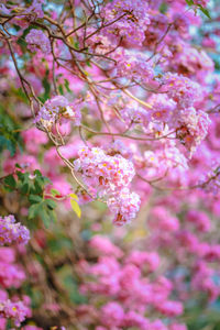 Close-up of pink cherry blossoms in spring