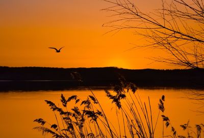 Silhouette bird flying over lake against sky during sunset