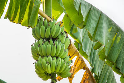 Close-up of banana hanging from leaves