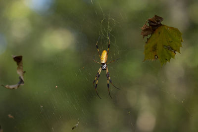 Golden orb weaver spider nephila on its web