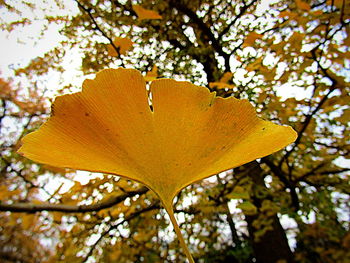 Low angle view of flower tree