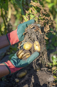 Close-up of hand holding fruit