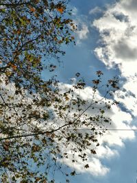 Low angle view of flower tree