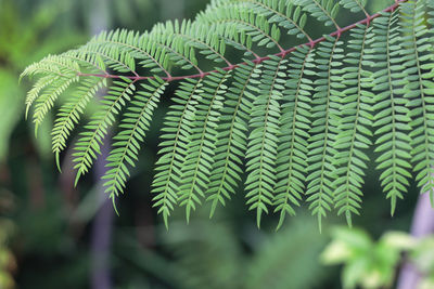 Close-up of fern leaves