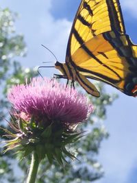 Close-up of butterfly pollinating on flower