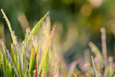 Close-up of dew on plant