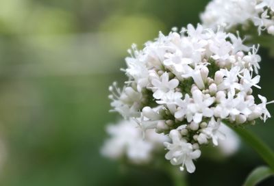 Close-up of white flowers