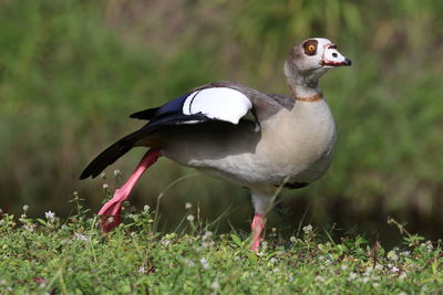 Close-up of bird on field