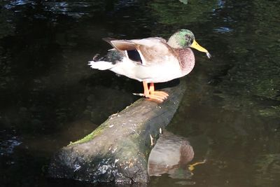 Close-up of duck in lake