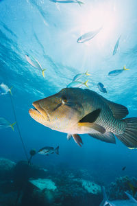 Cheilinus undulatus, maori wrasse humphead fish in australia