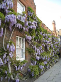 Purple flowering plants by building against sky