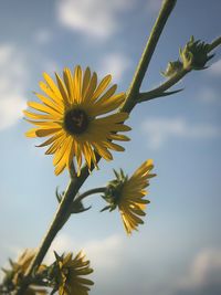 Close-up of sunflower blooming against sky