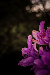 Close-up of pink flowering plant