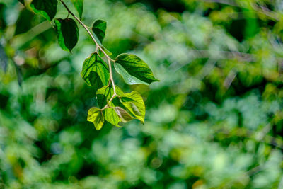 Close-up of green leaves on plant