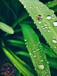 Close-up of water drops on leaf