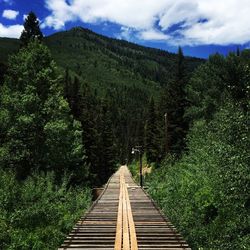 Footbridge amidst trees in forest against sky