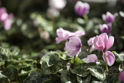 Close-up flower of a cyclamen plant with drops of water on the petals. selective focus. 