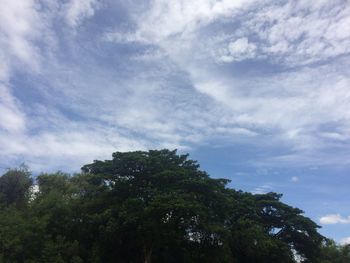 Low angle view of trees against sky